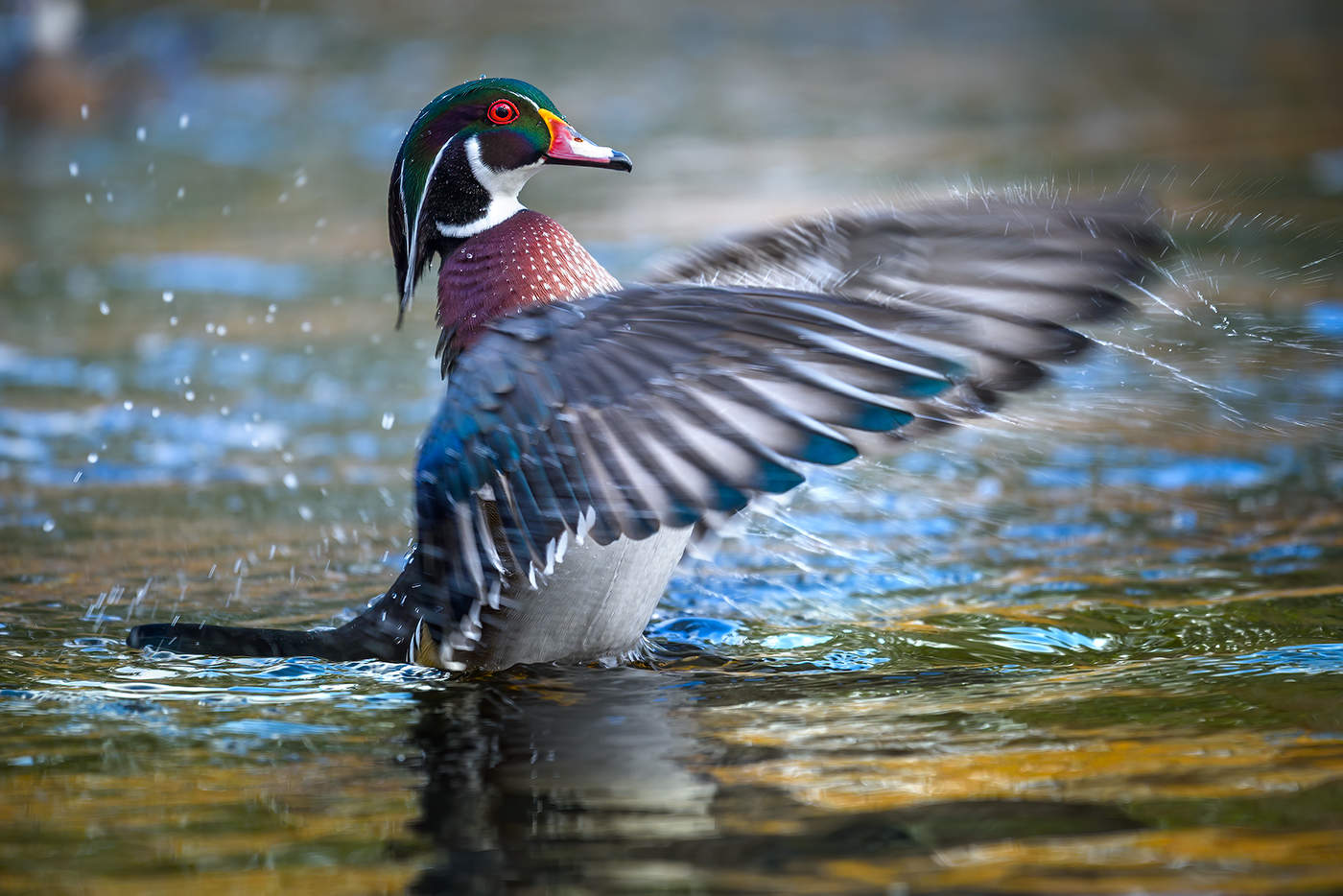Wood duck (male)