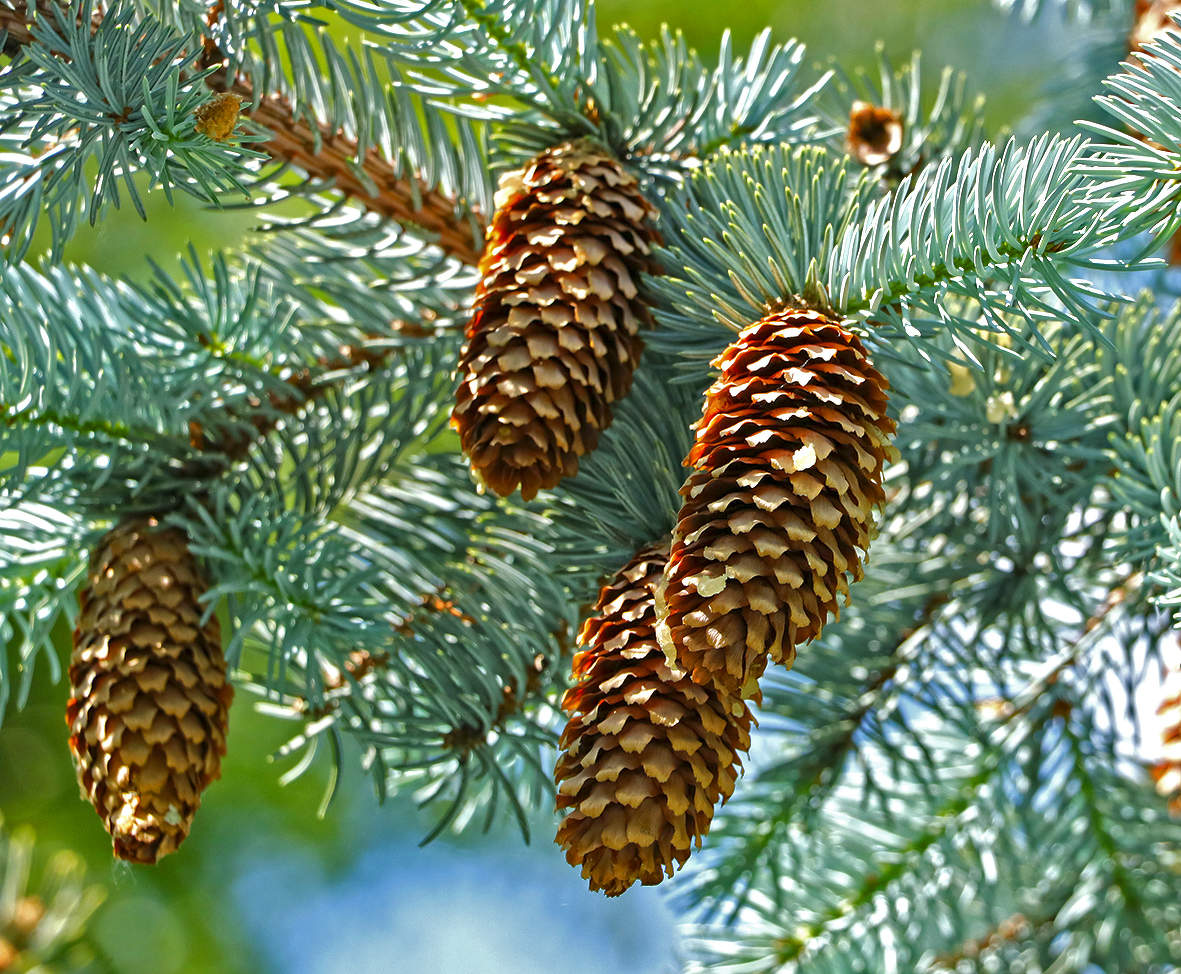 Шишки голубой ели