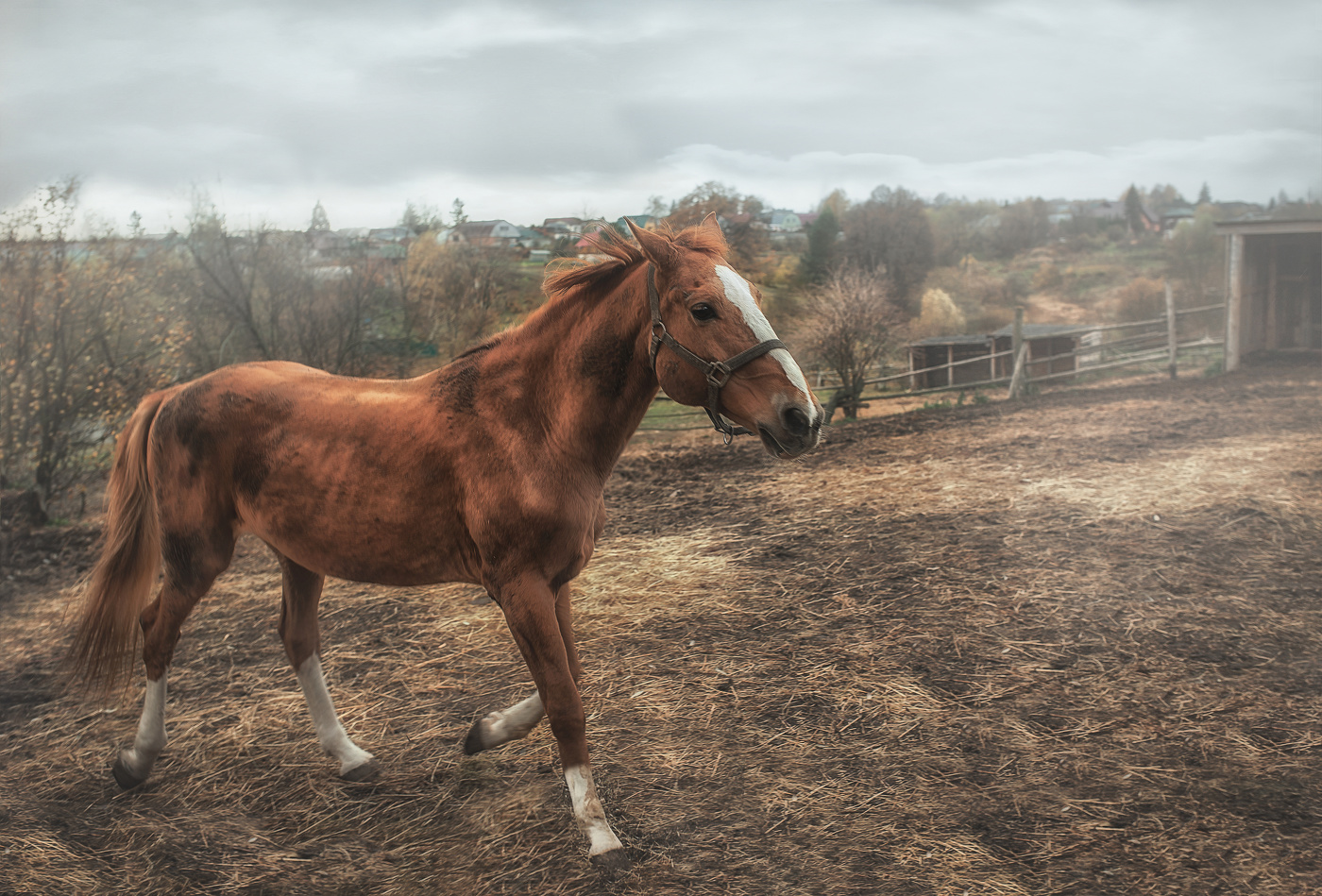 Осенняя зарисовка.
