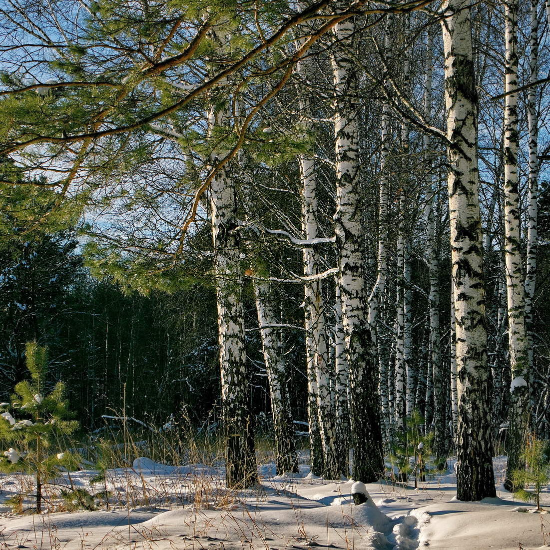 На лесной опушке.