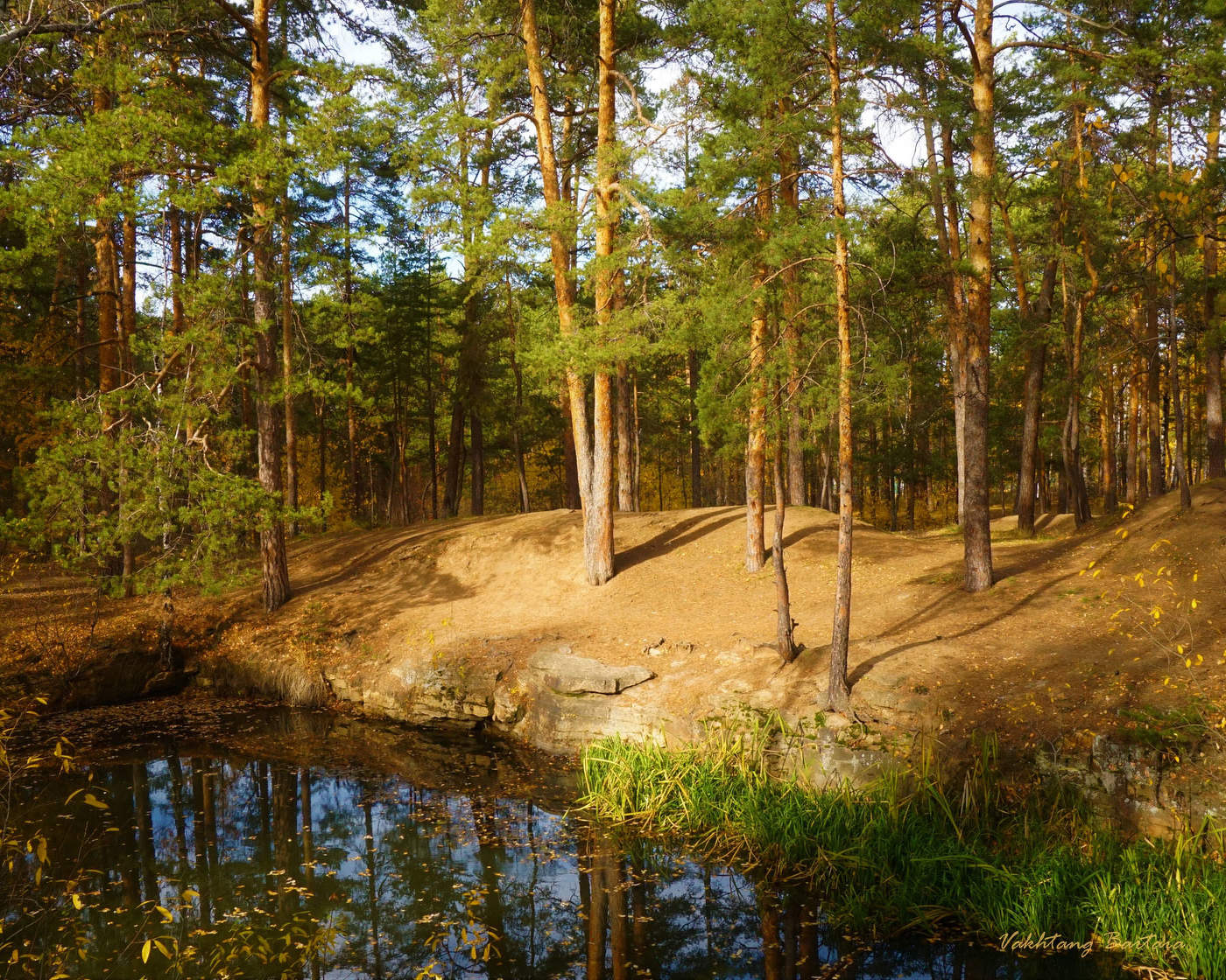 СОСНОВЫЙ БОР