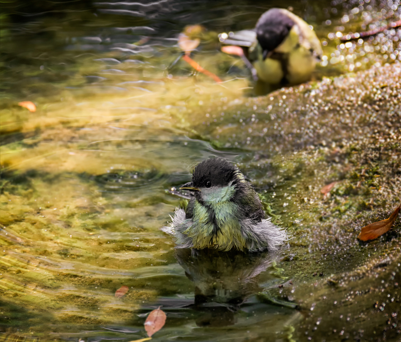 водные процедуры..