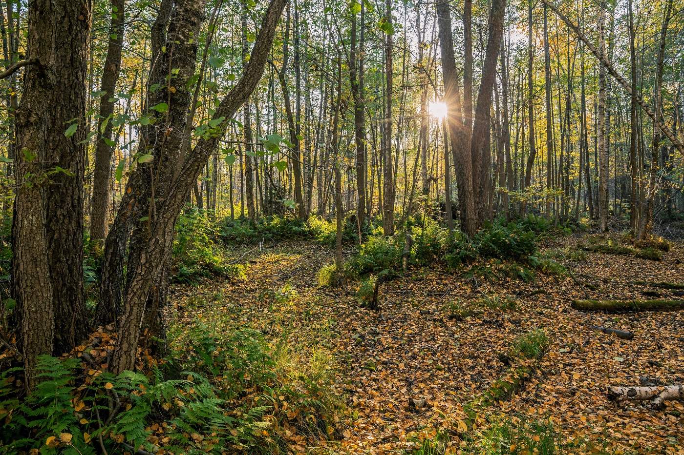 Осенний лес