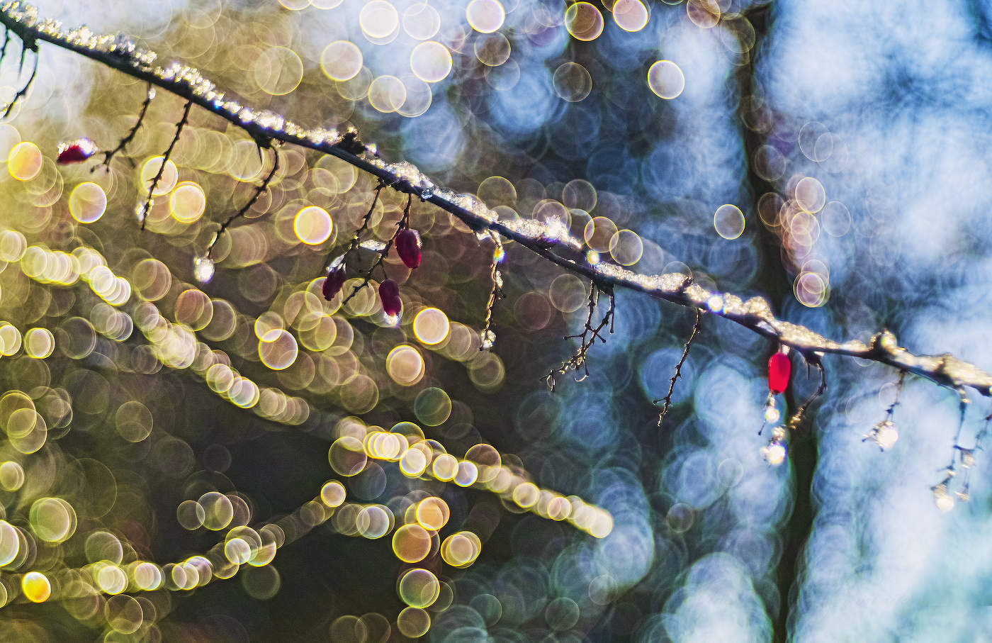 Декабрьская оттепель