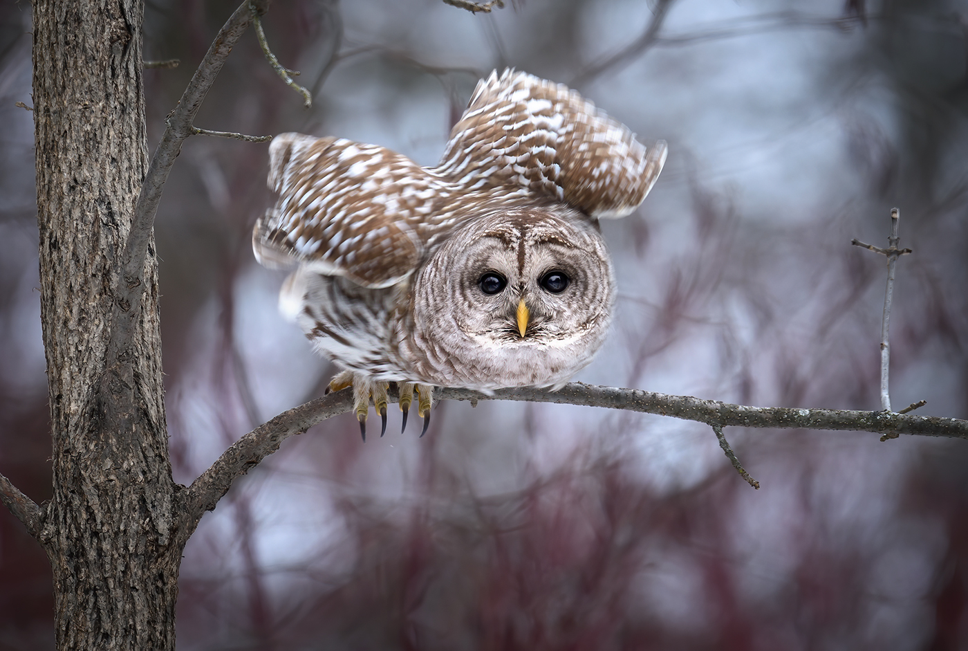 Barred Owl (Strix varia)