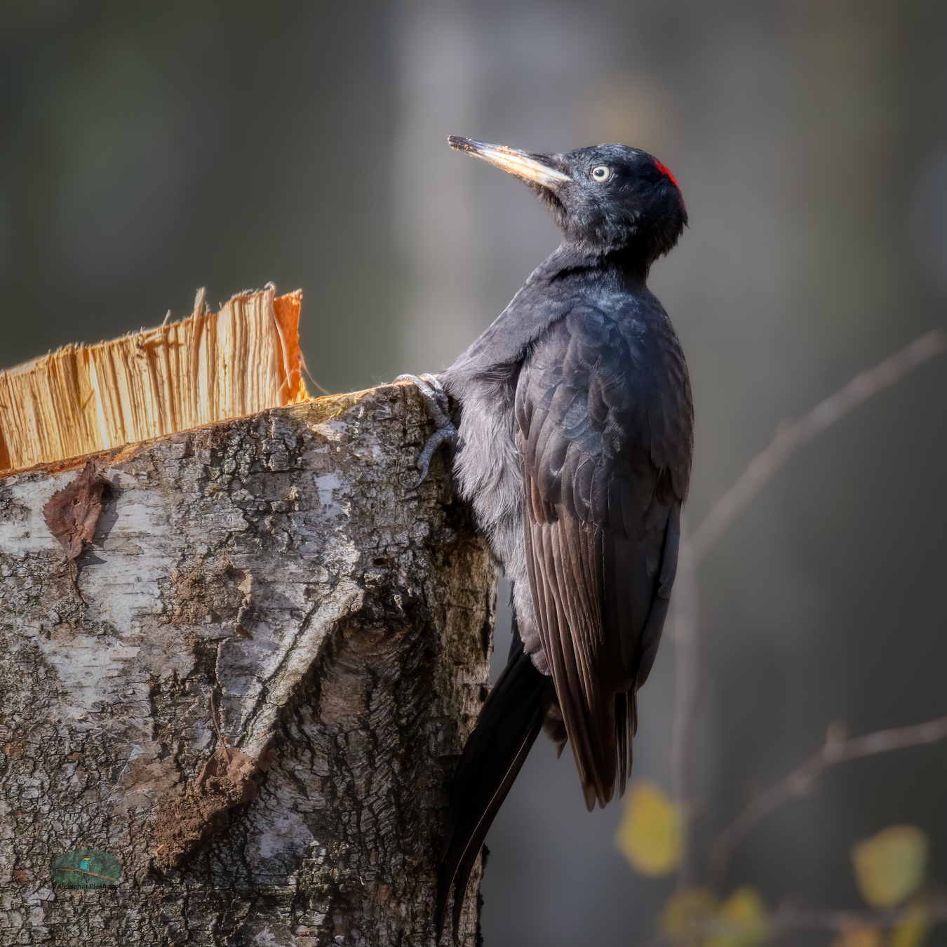 Чёрный дятел