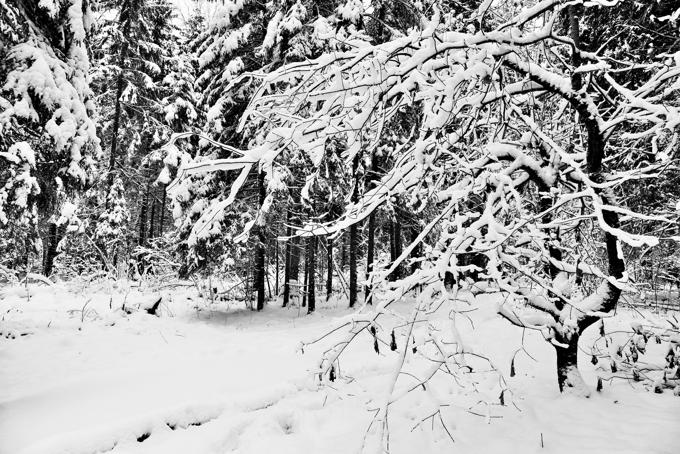 "Пришла, раскинулась, клоками повисла на ветвях дерЕв..."