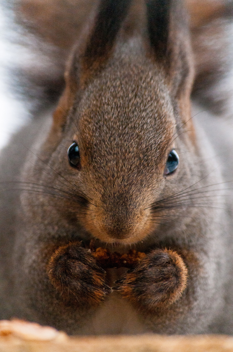 Белка+Портрет.