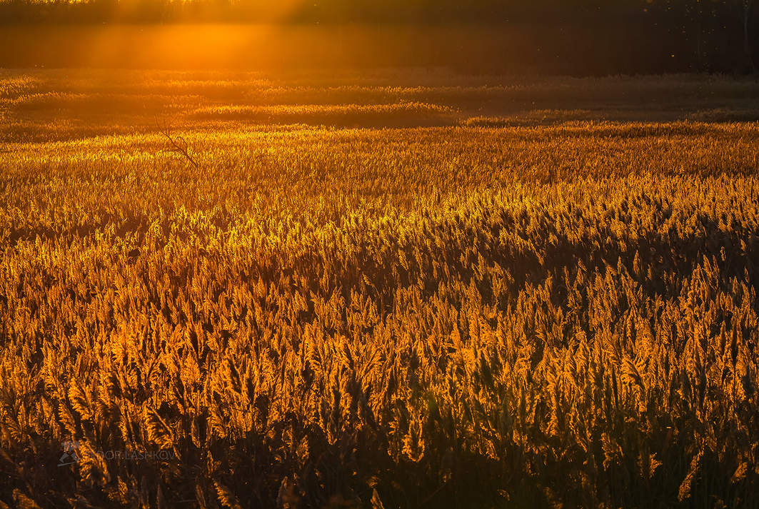 Золото ноября