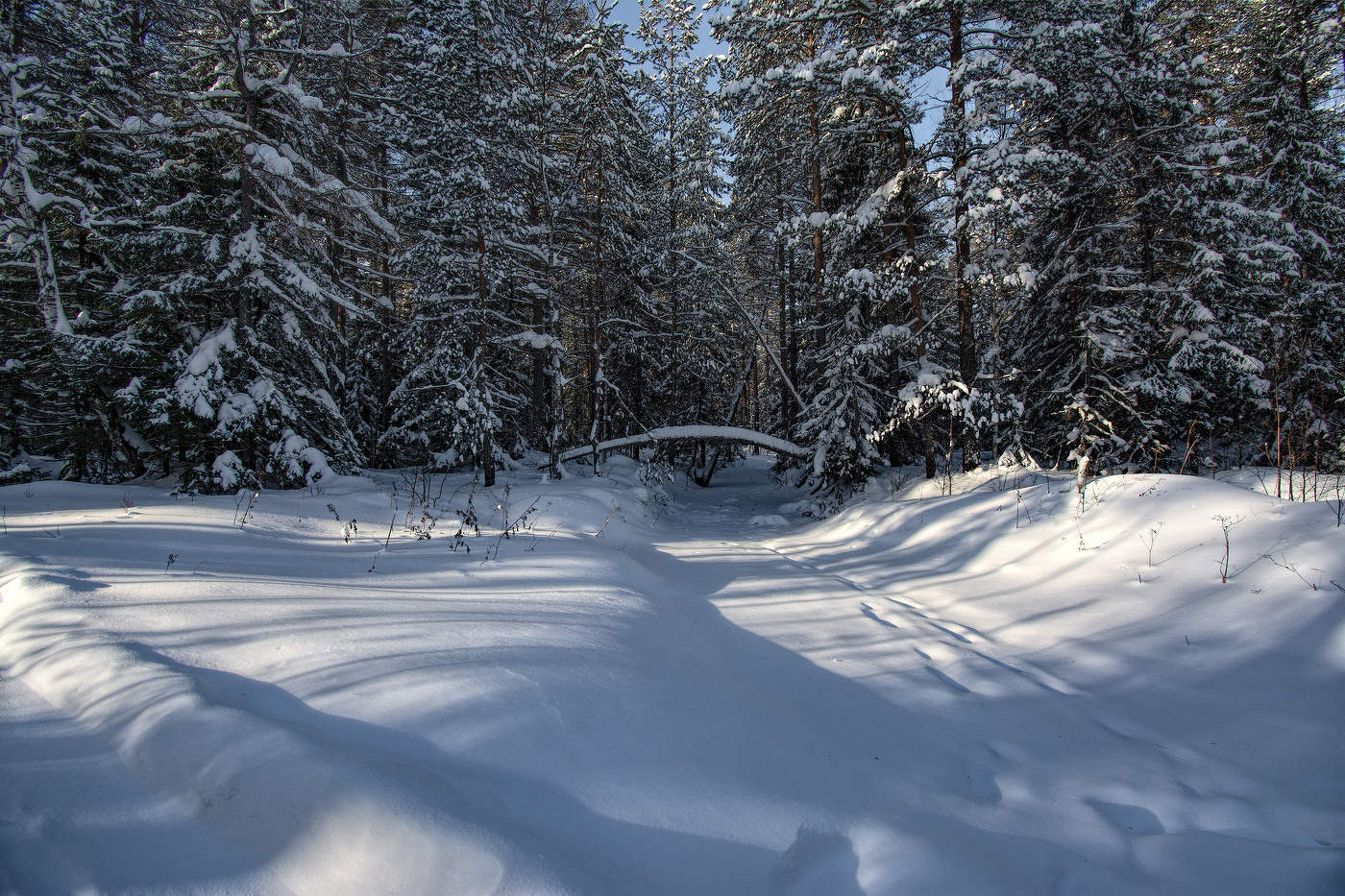 Лесная речка спит под снегом