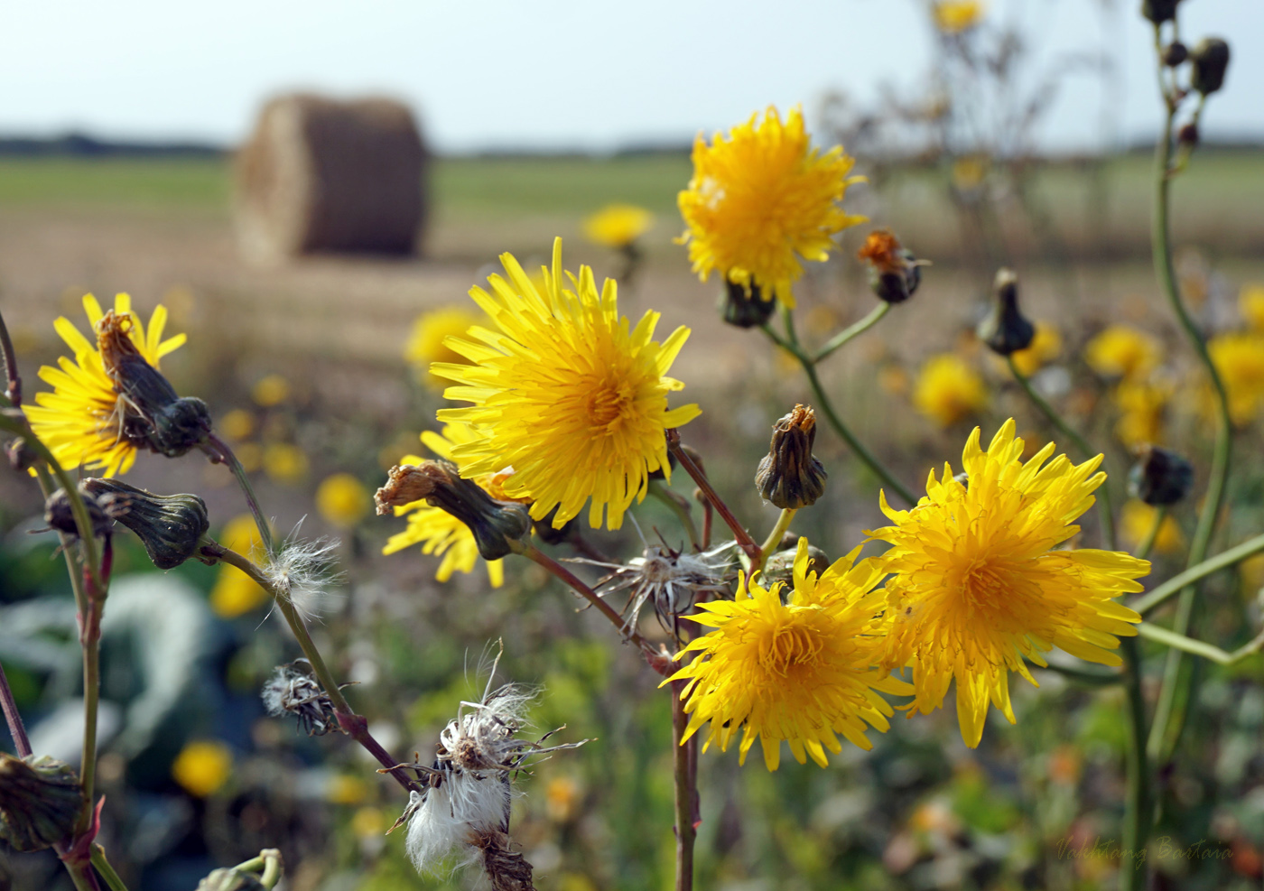 Гуляет осень по полям