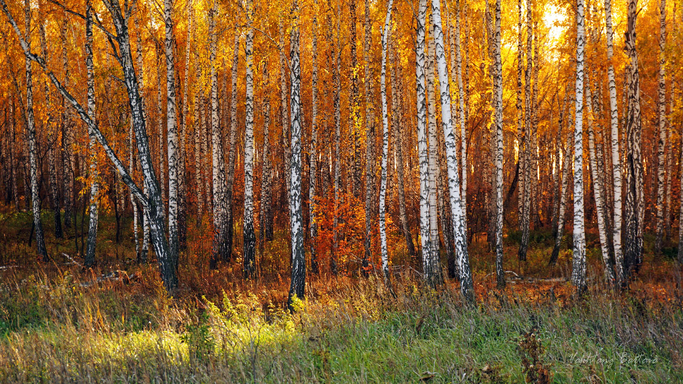 БЕРЁЗОВАЯ РОССИЯ или РОССИЯ БЕРЁЗ