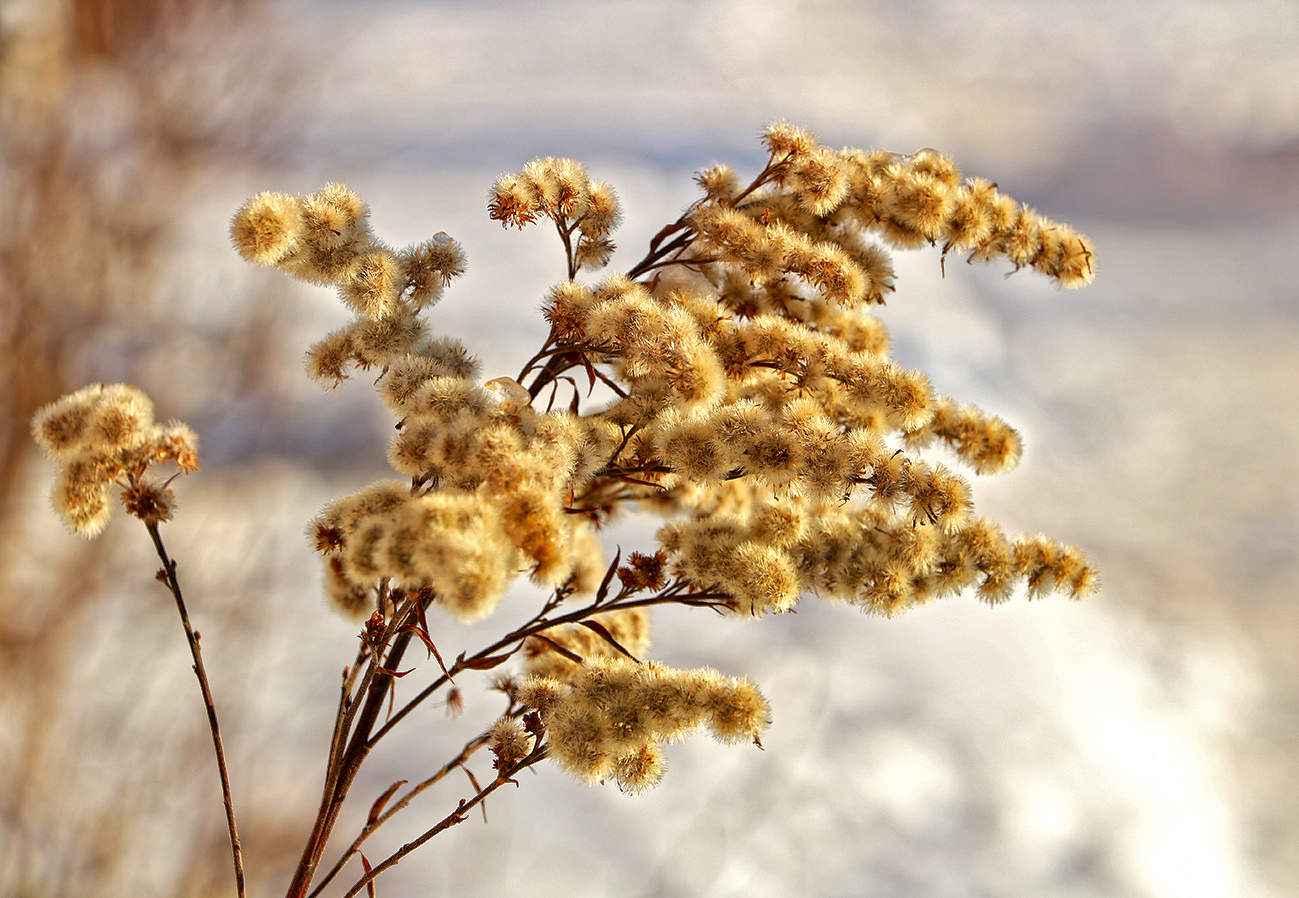 Зимний сухостой