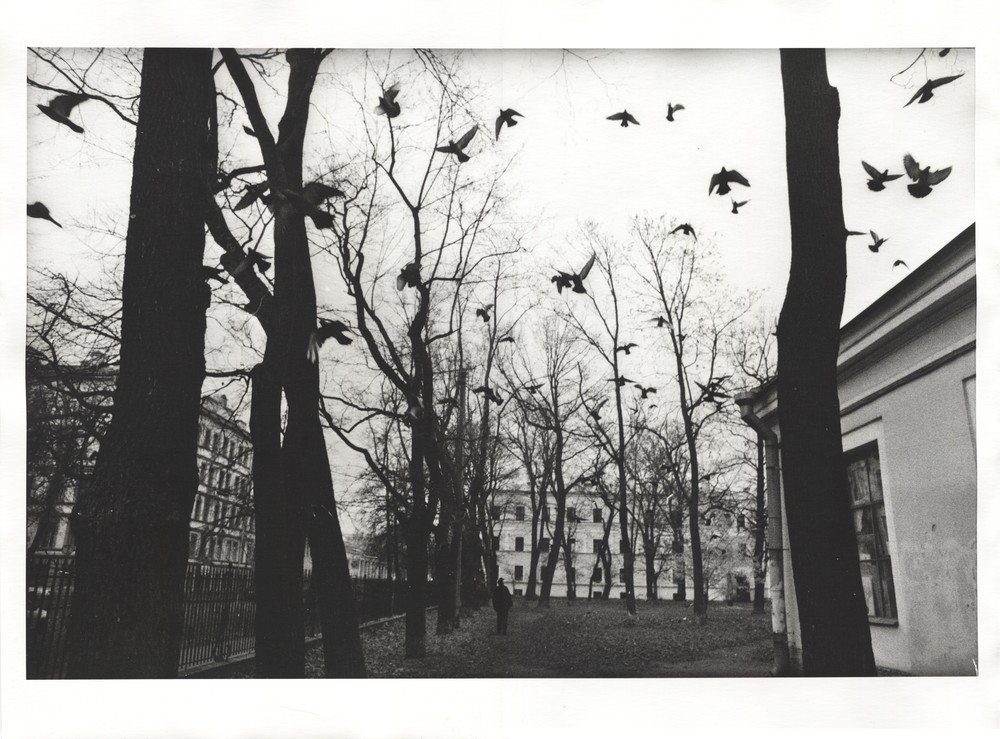 Голуби в академическом саду