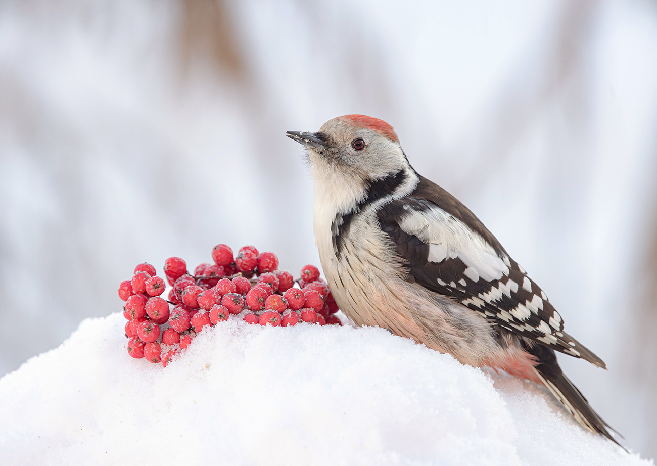 Зимняя зарисовка