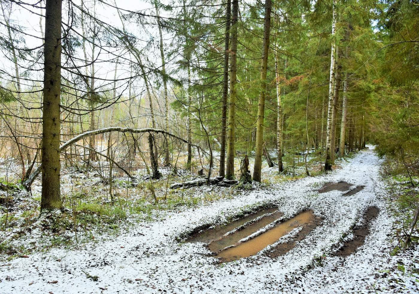 Первый снежок ...