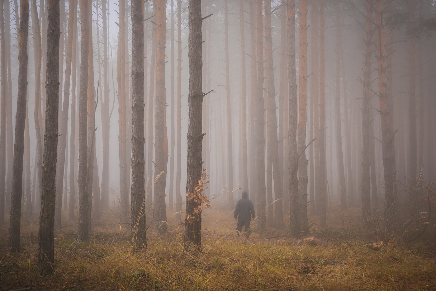 В глубине туманного леса
