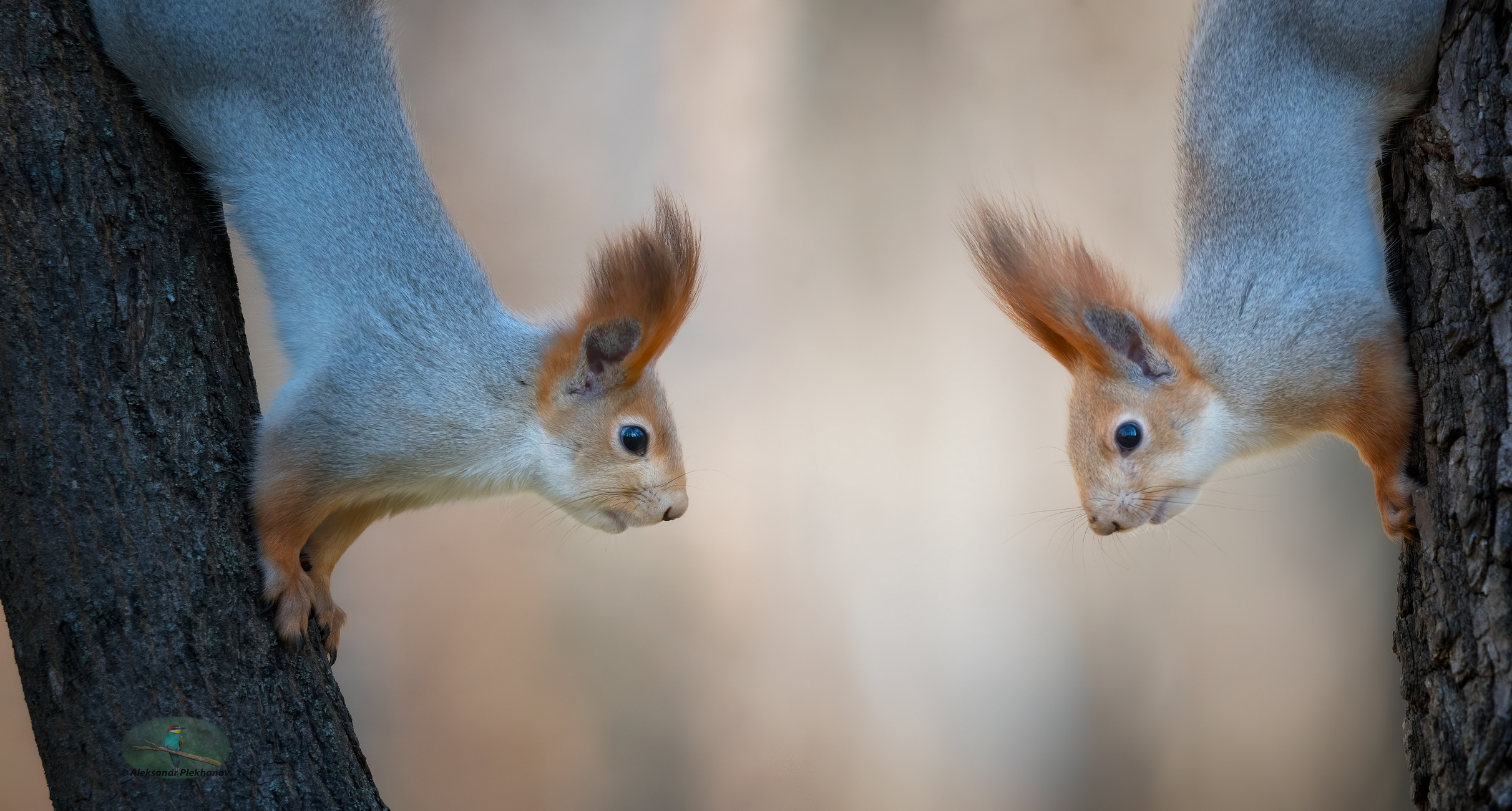 Ты убегаешь , я догоняю