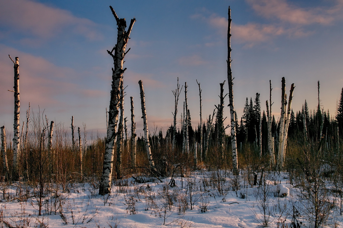 **Лесное болото.*