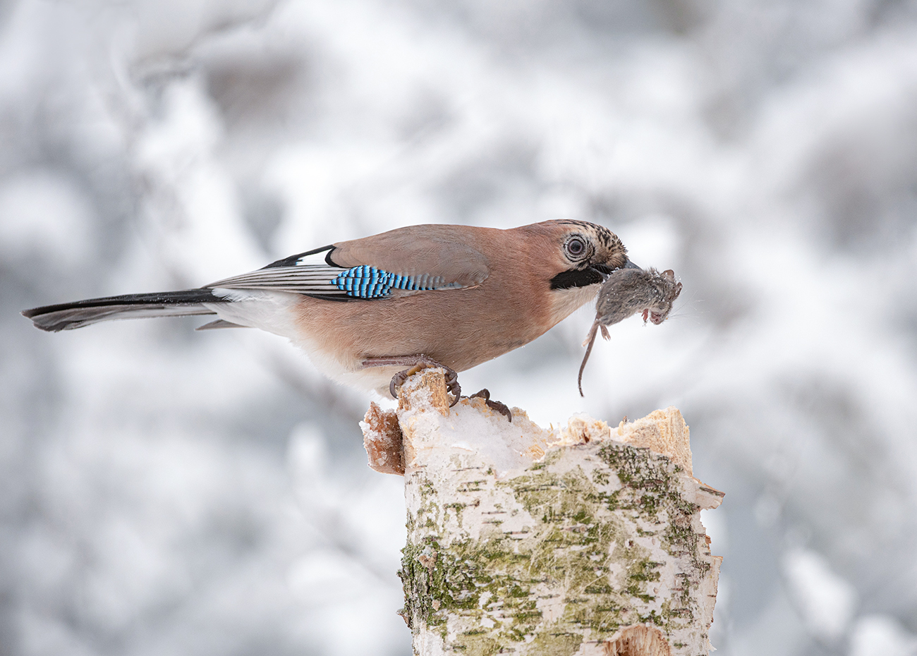 Сойкин обед