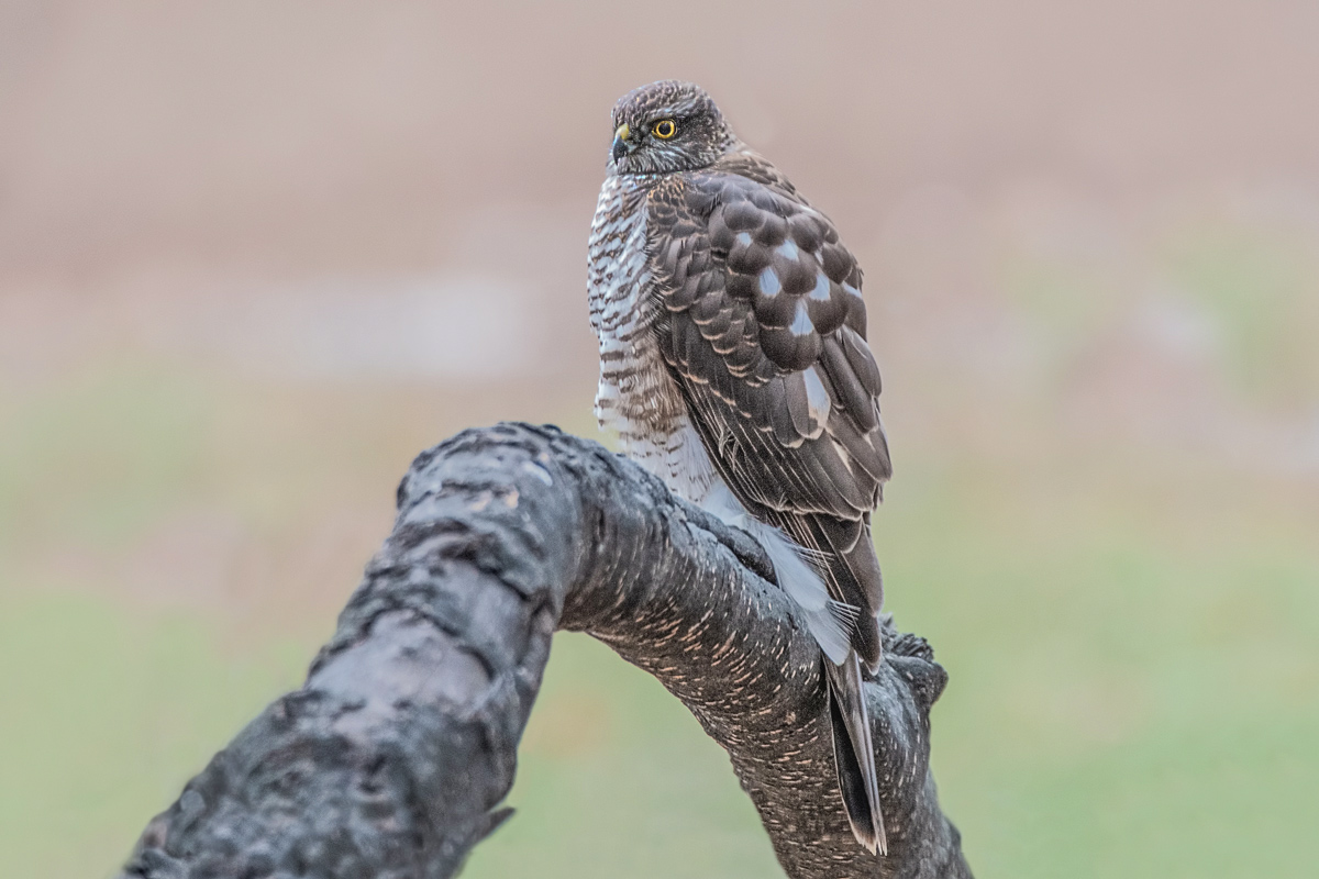 Перепелятник.