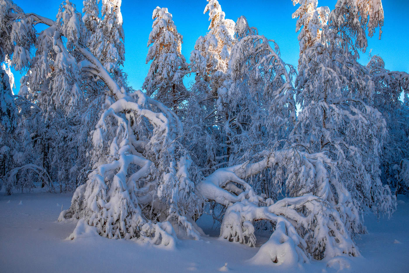 Снежные кружева