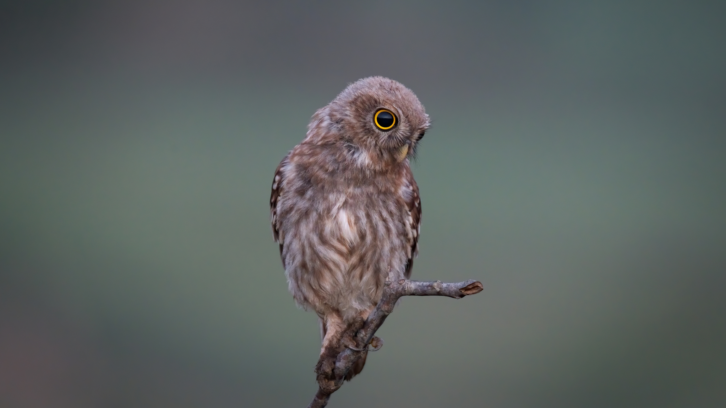 Скоро рассвет