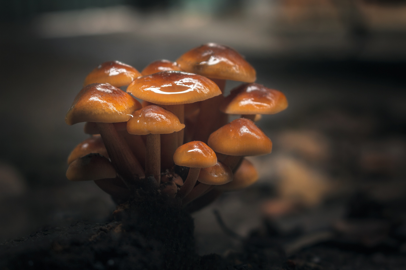 Декабрьская семейка.