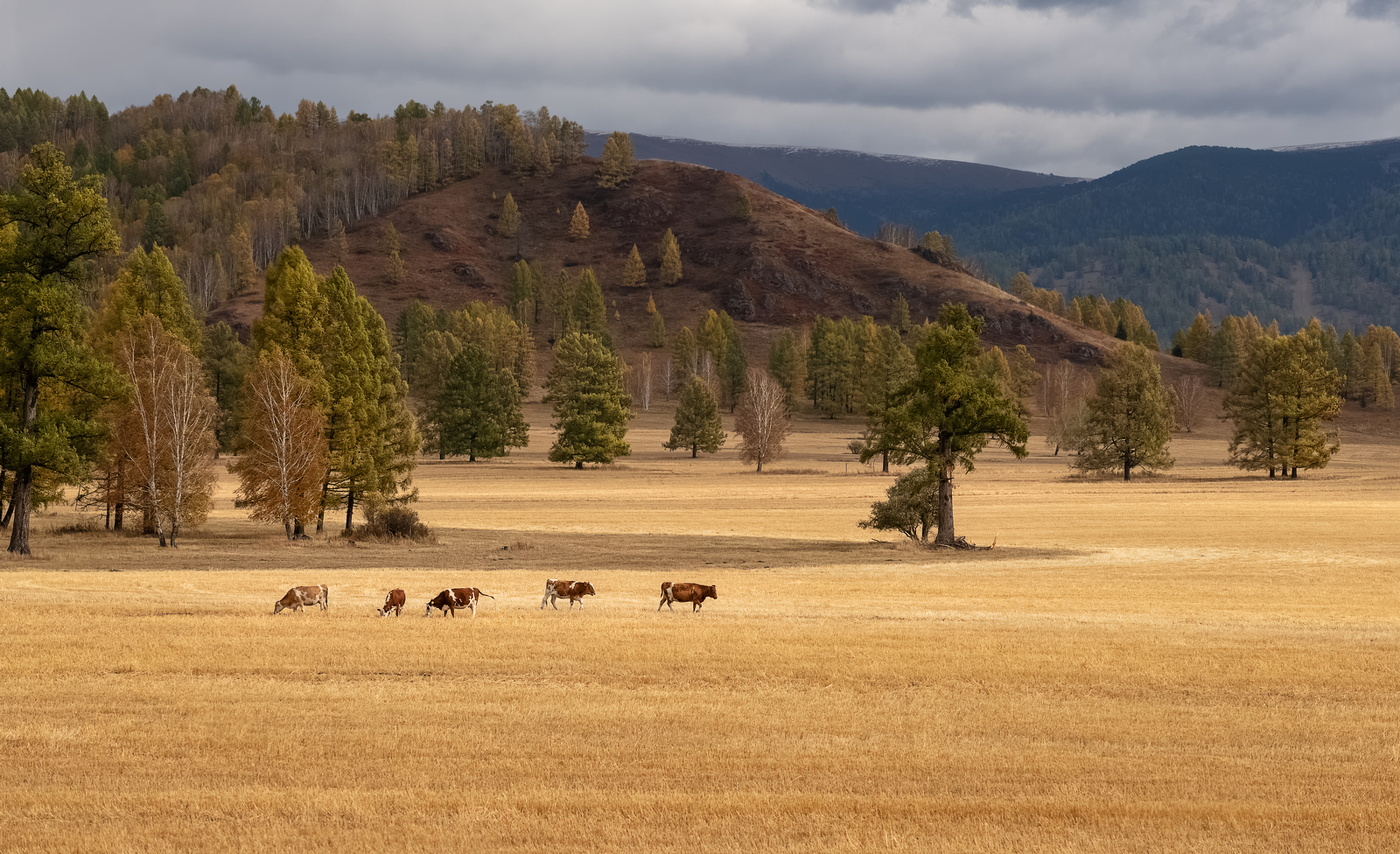 Алтайские луга