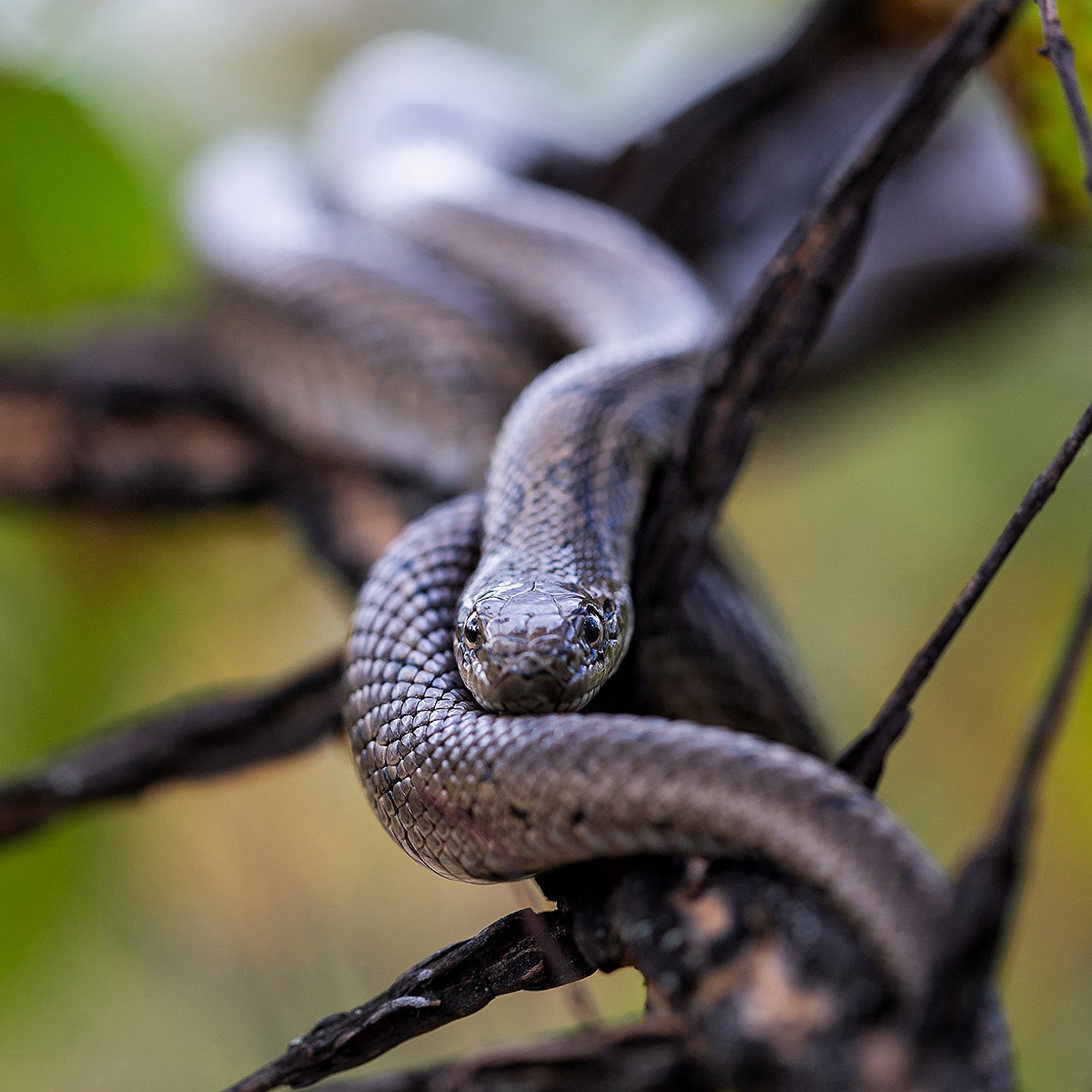Русалка на ветвях сидит
