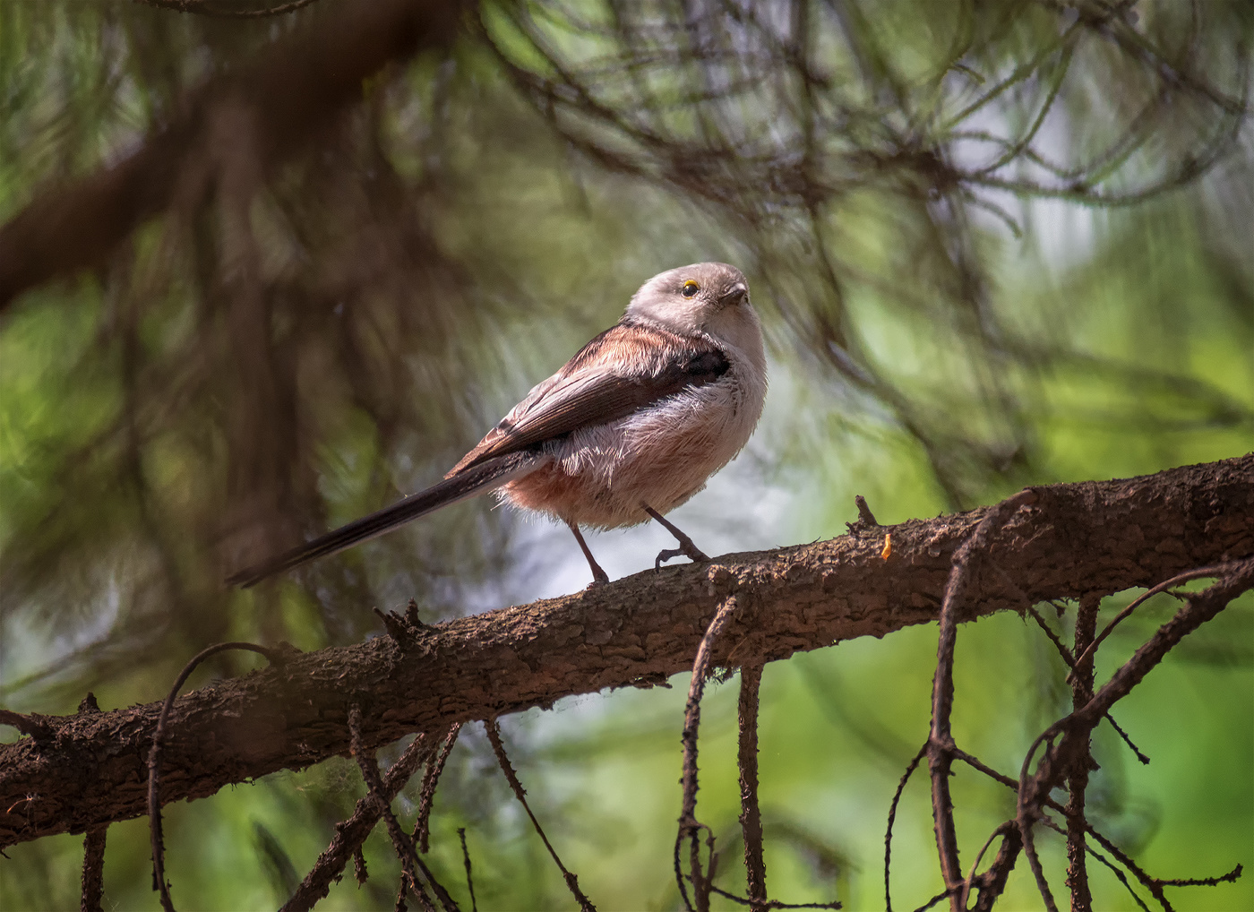 ополовник..
