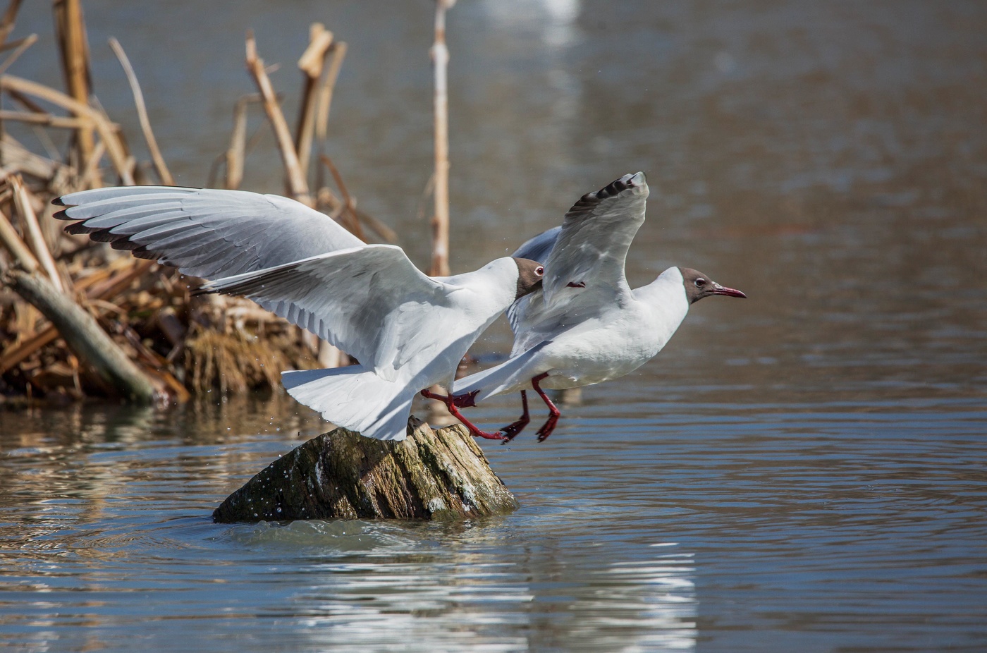 Врешь,не уйдешь!