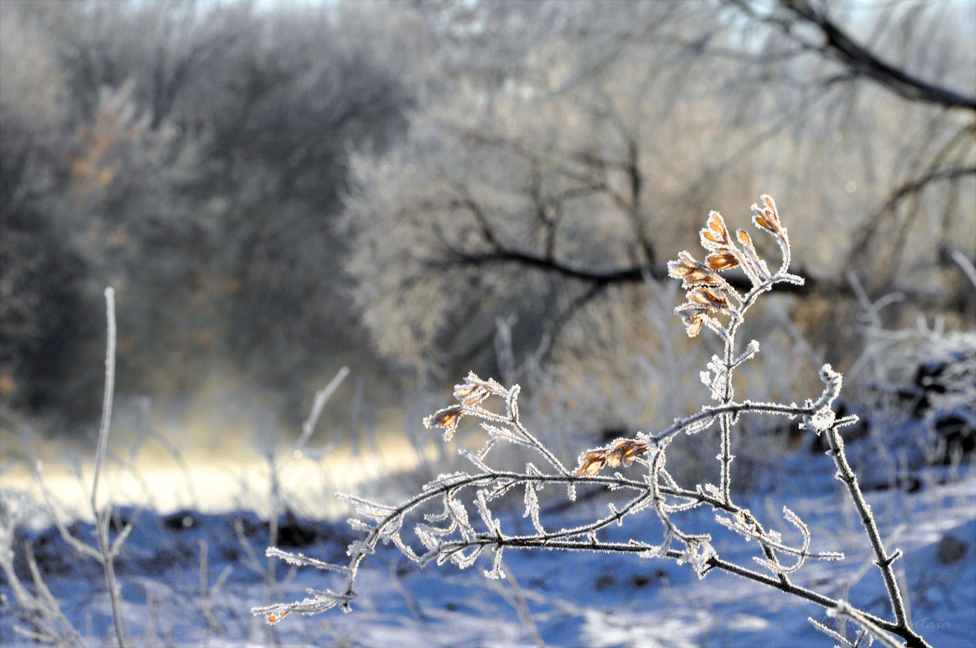 Изморозь ноября