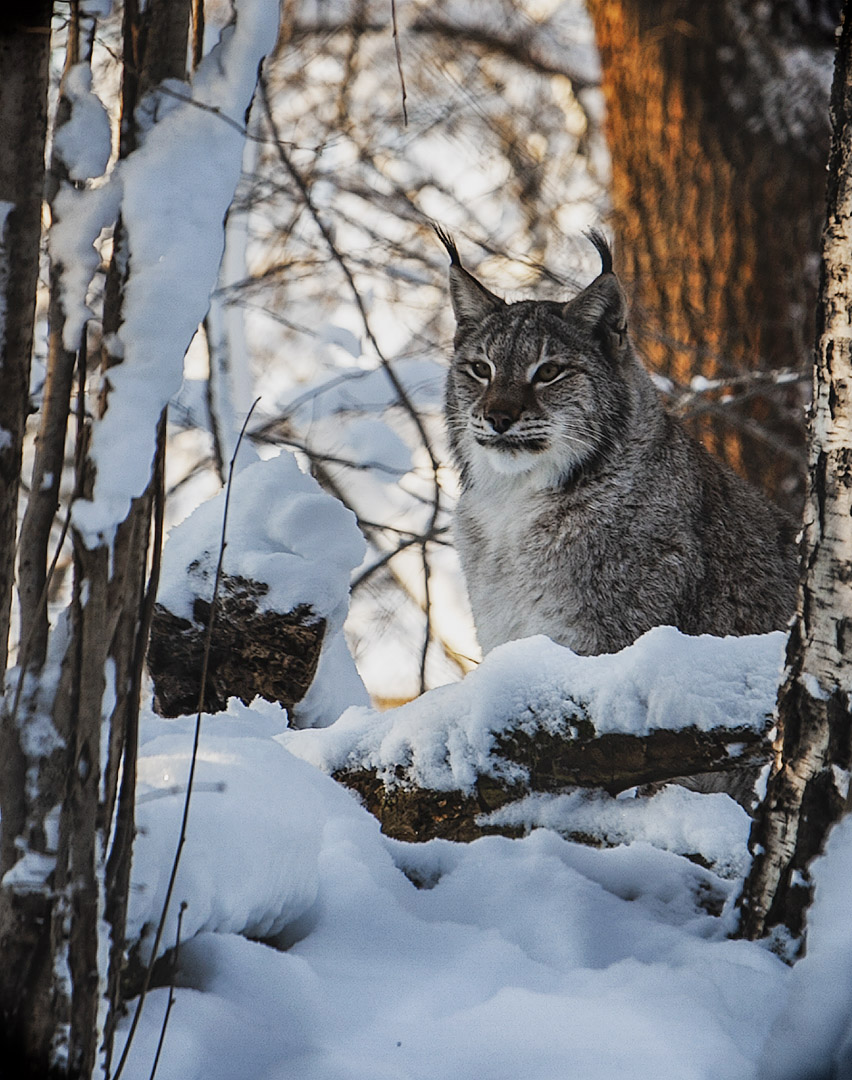 Хозяйка леса