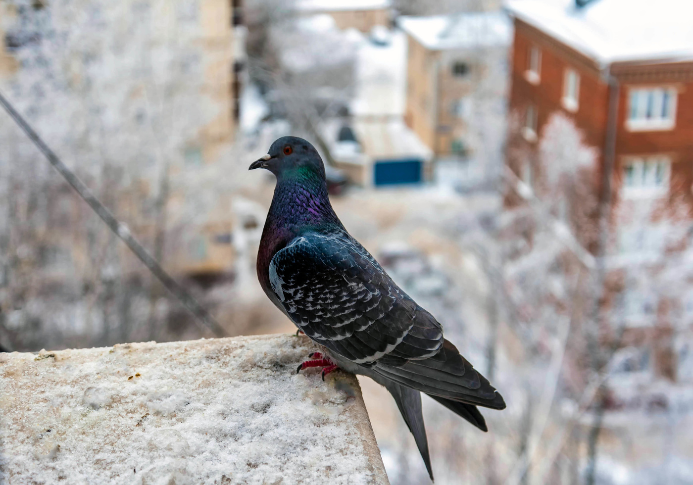 Ожидание милости