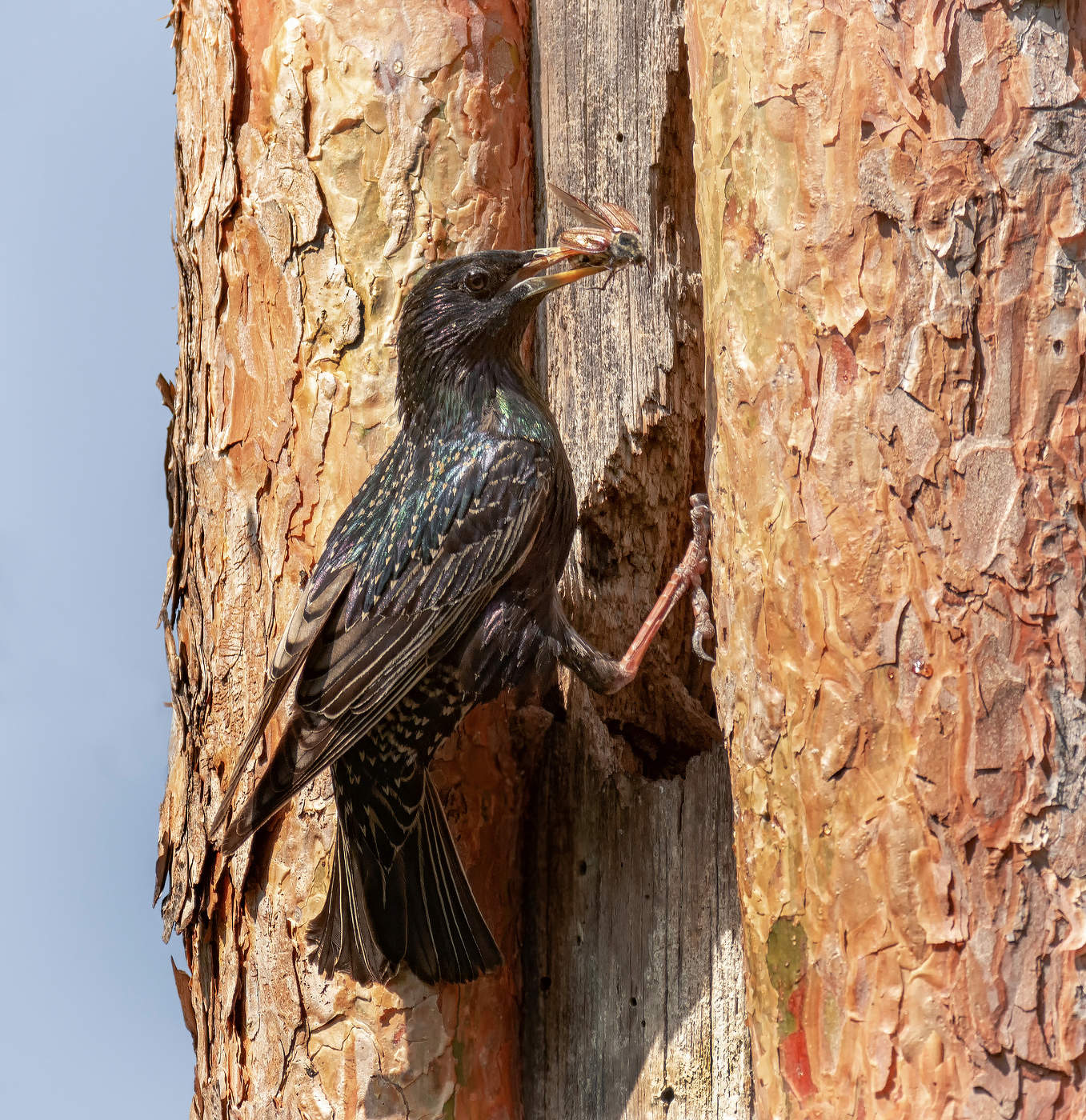 для самого голодного птенца