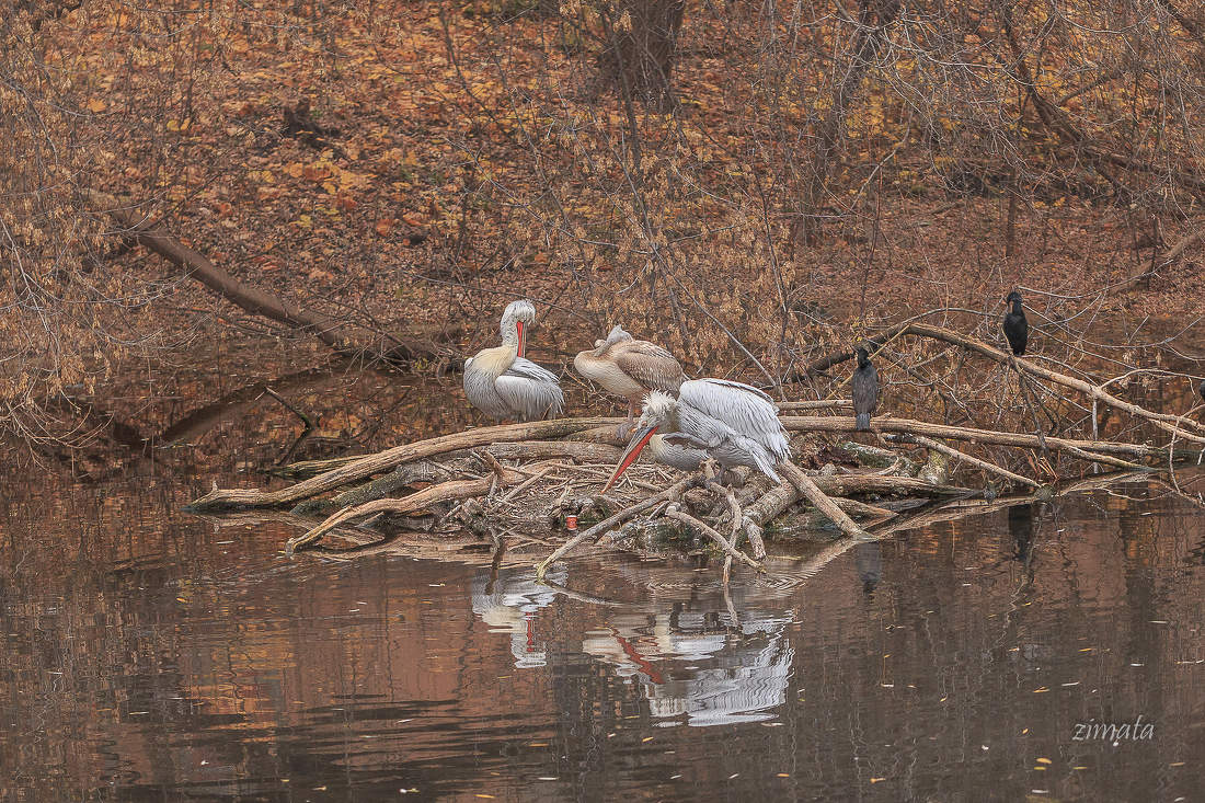 осенние думы
