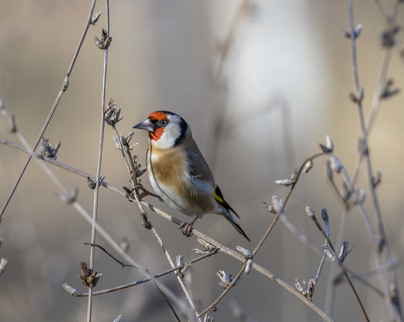 Вот как надо щеголять