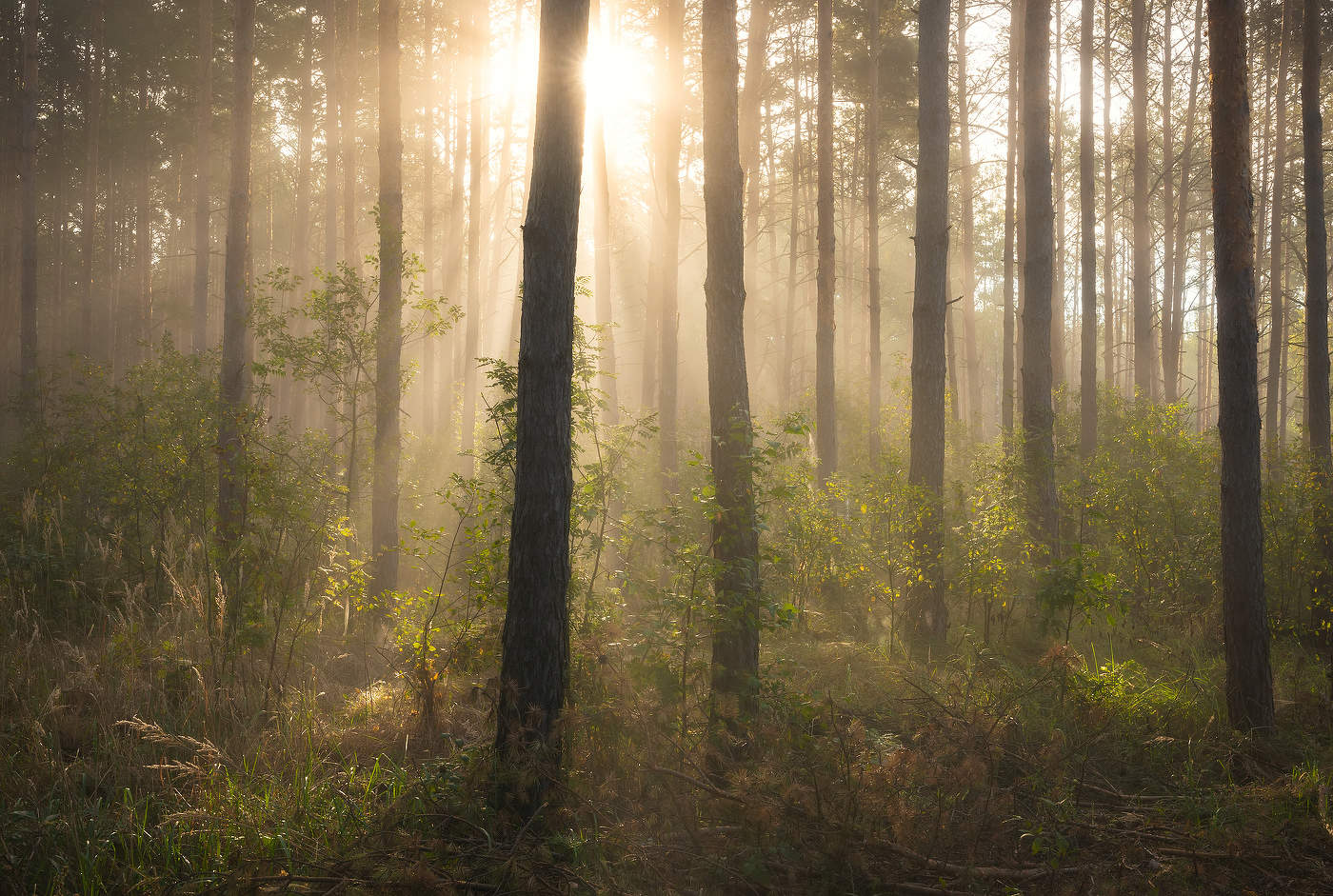 В первых лучах солнца