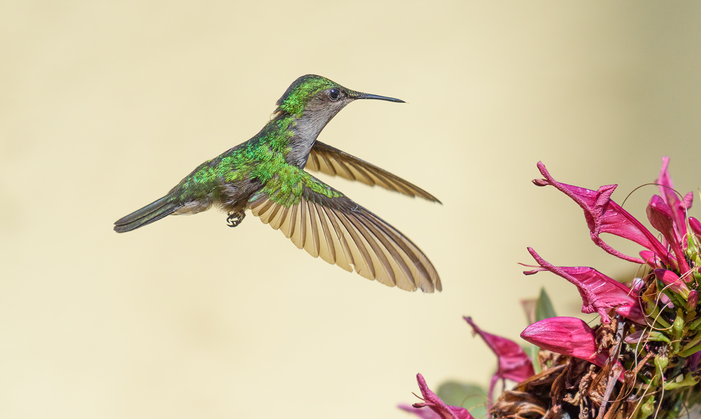 Green-throated Carib