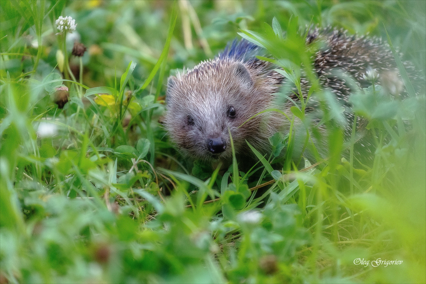 Вечерний гость.