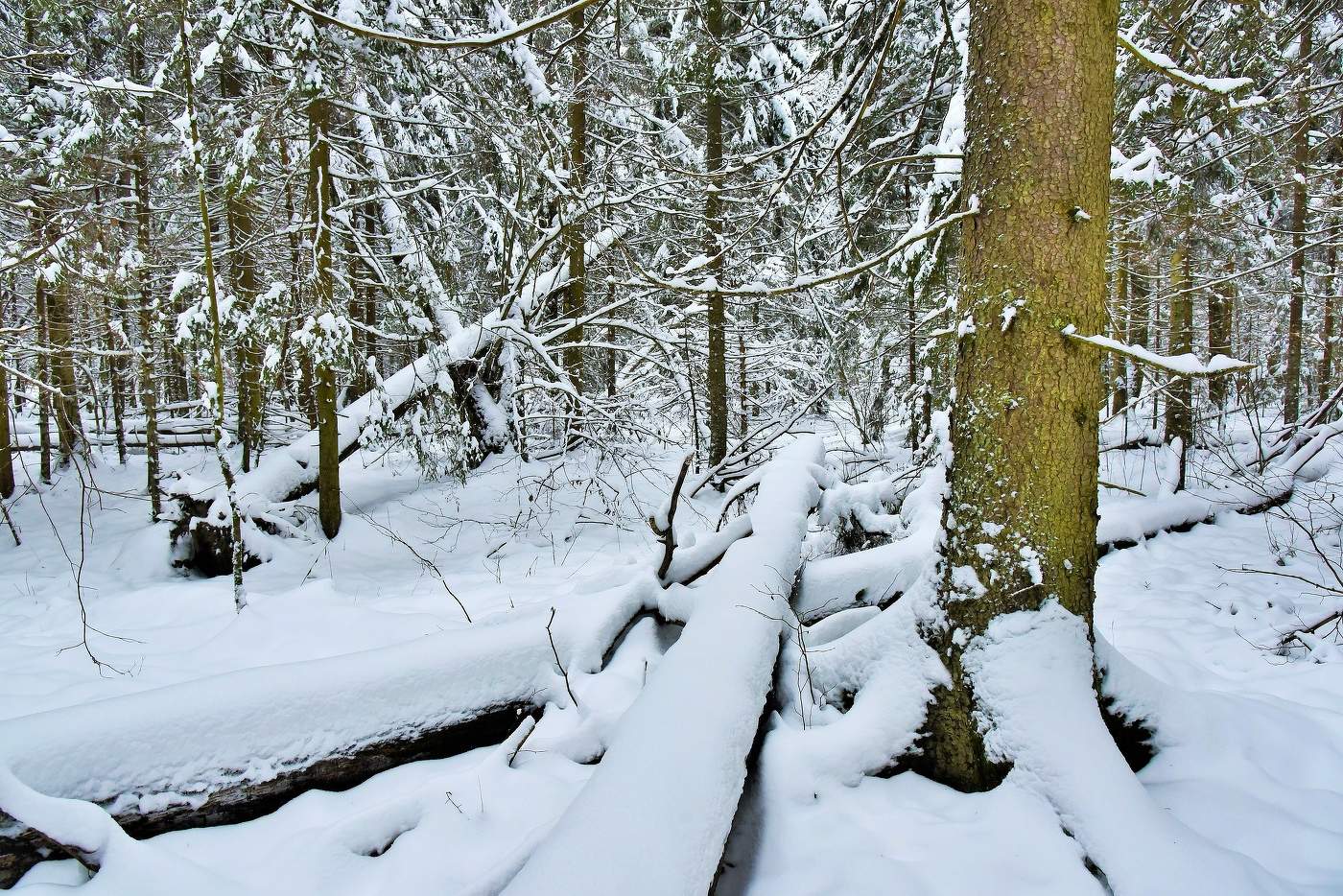 Декабрь в лесу ...