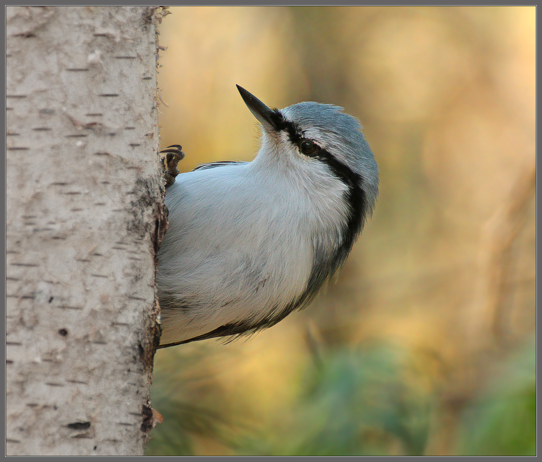 В осеннем лесу