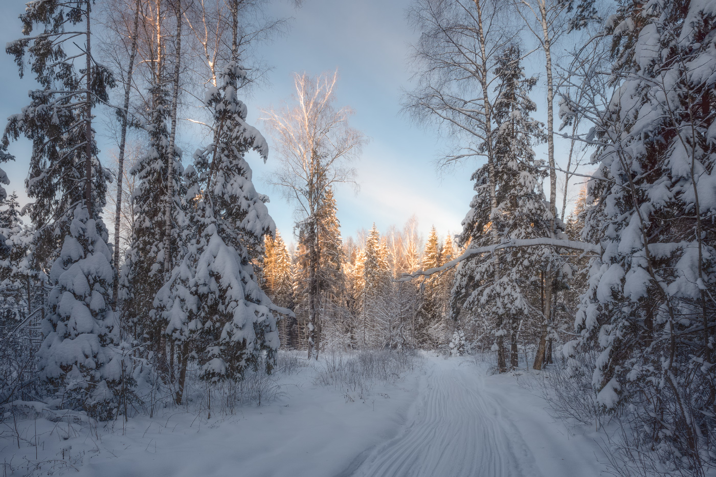 в зимнем лесу