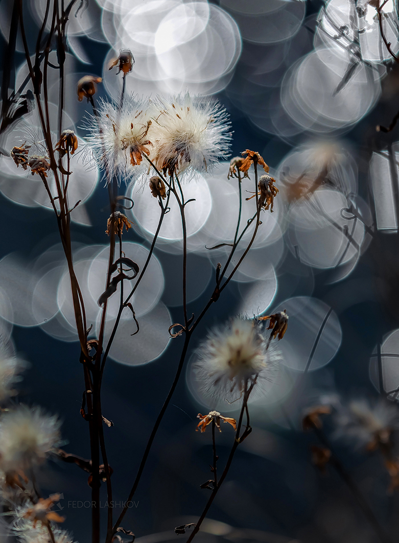 Серебро ноября