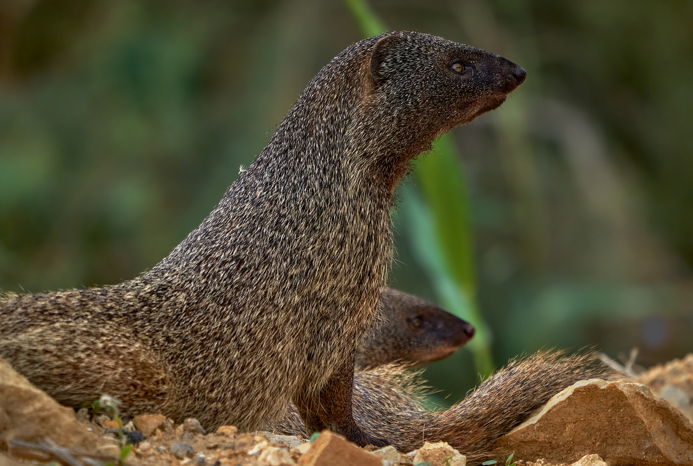 Водяной Мангуст