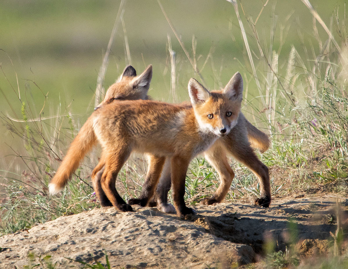 Два хвоста, четыре уха, восемь лап