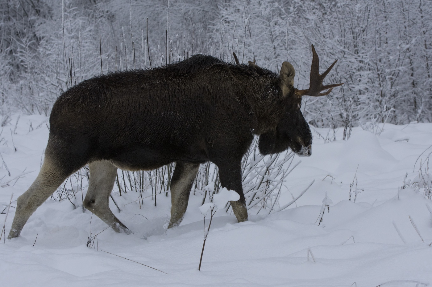 Снежным утром.
