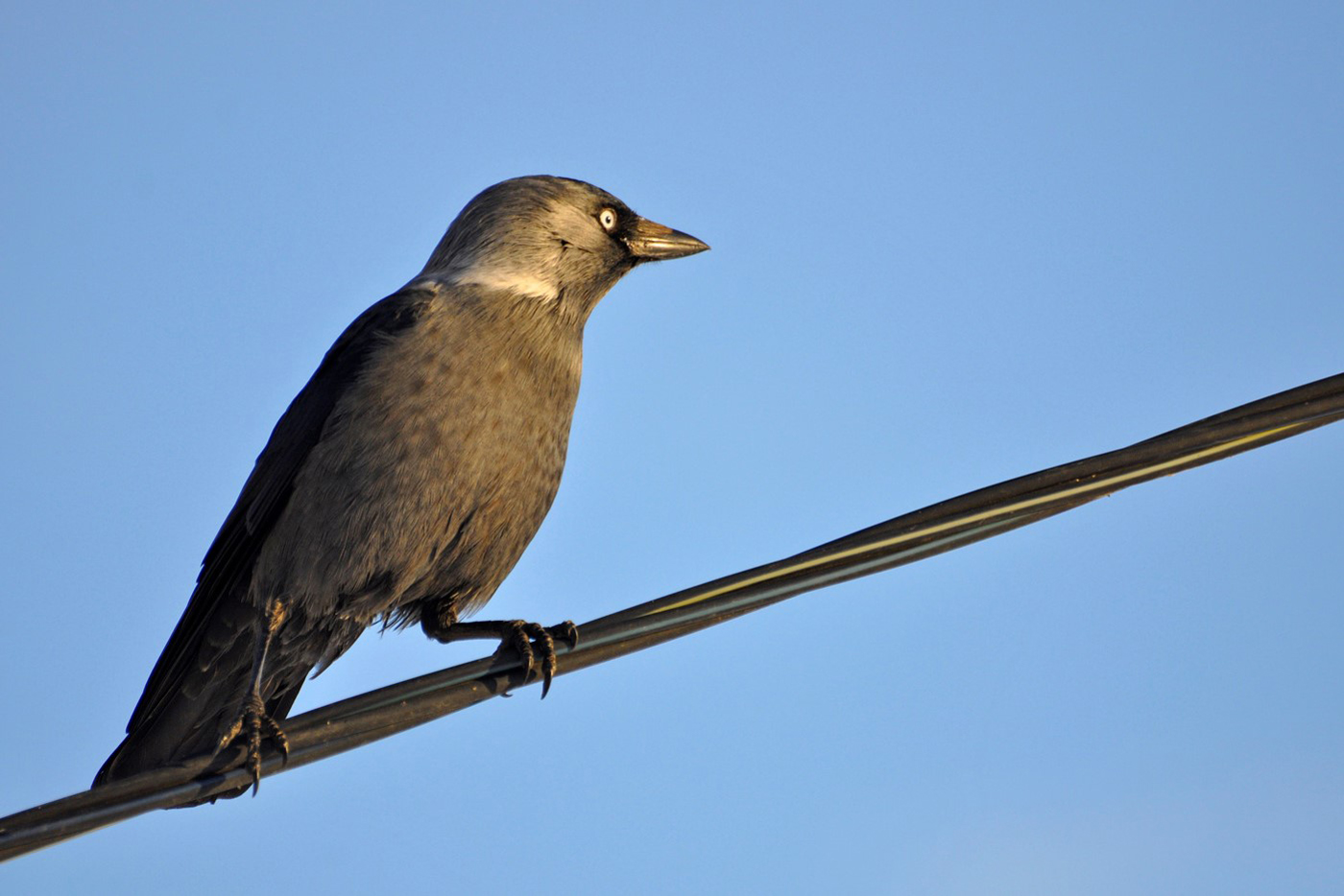 Галкин взгляд