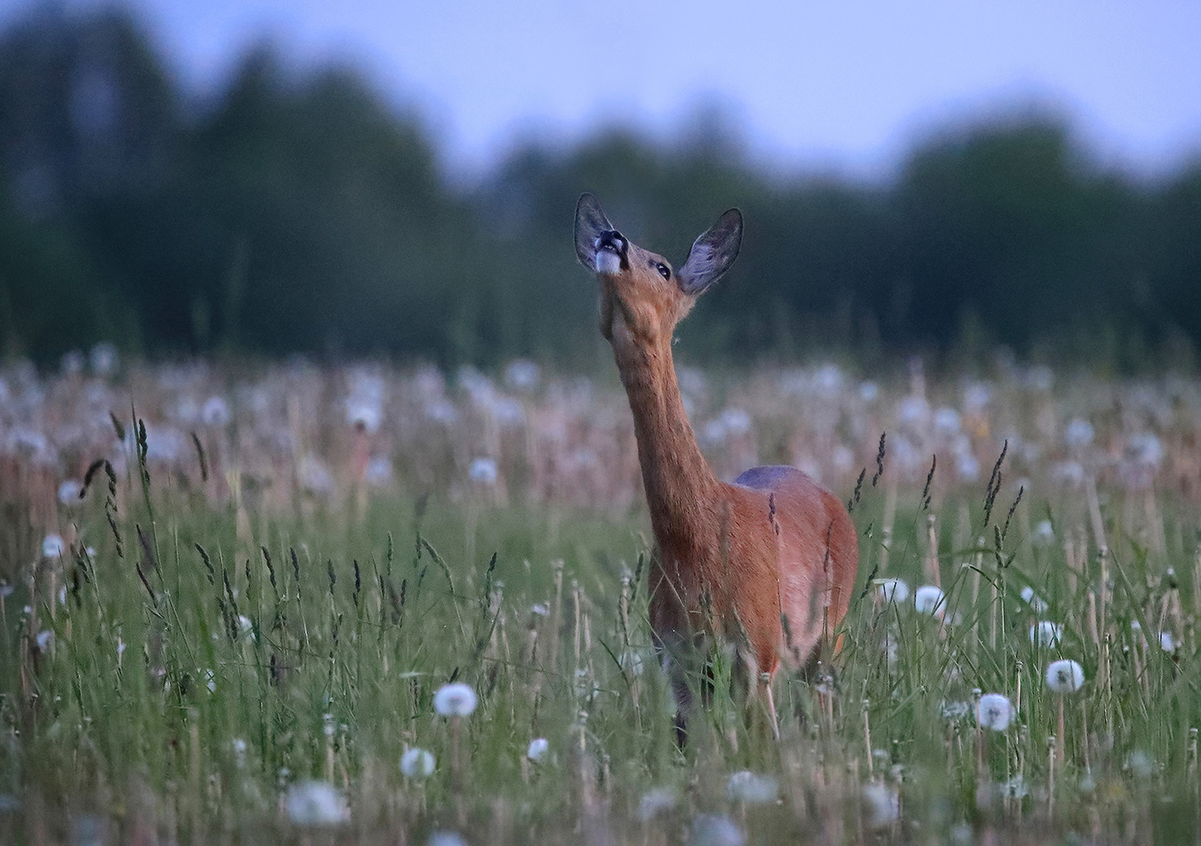 нос по ветру